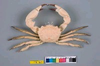 藏品(絨毛隆背蟹)的圖片